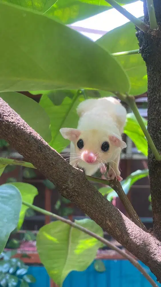 Sugar glider joey leucistic nego