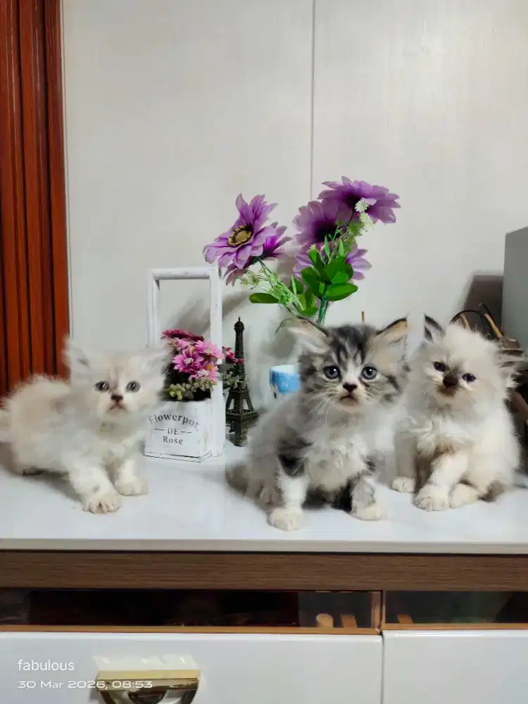 Persia 2 bulan jantan