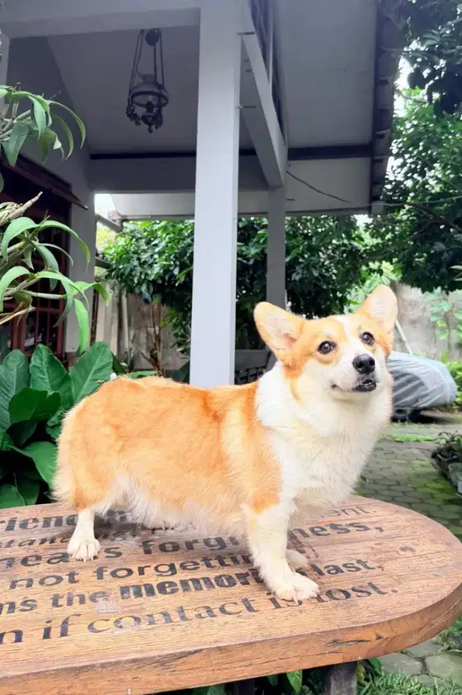 Corgy indukan bloodline import
