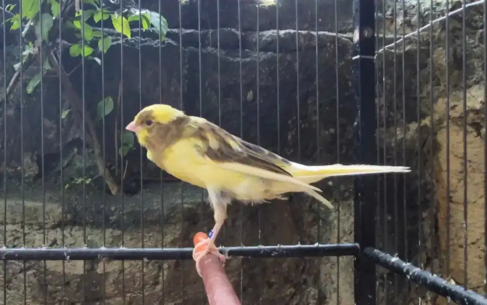 Kenari Hybrid Ys x Ys x Yssf