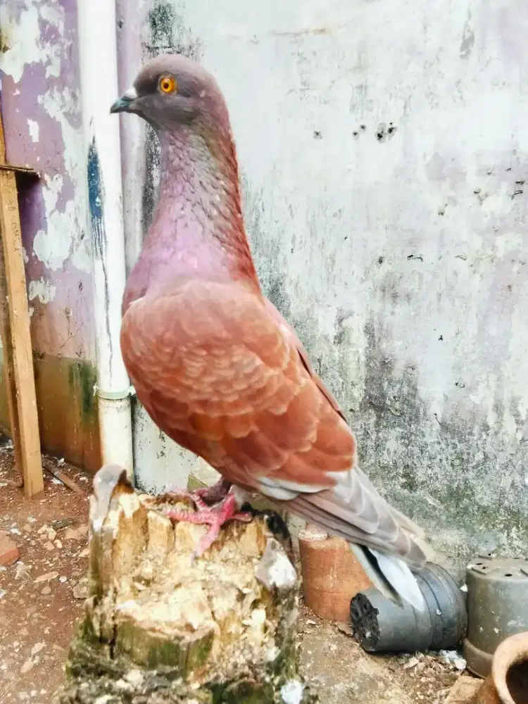 Burung merpati sepasang giring