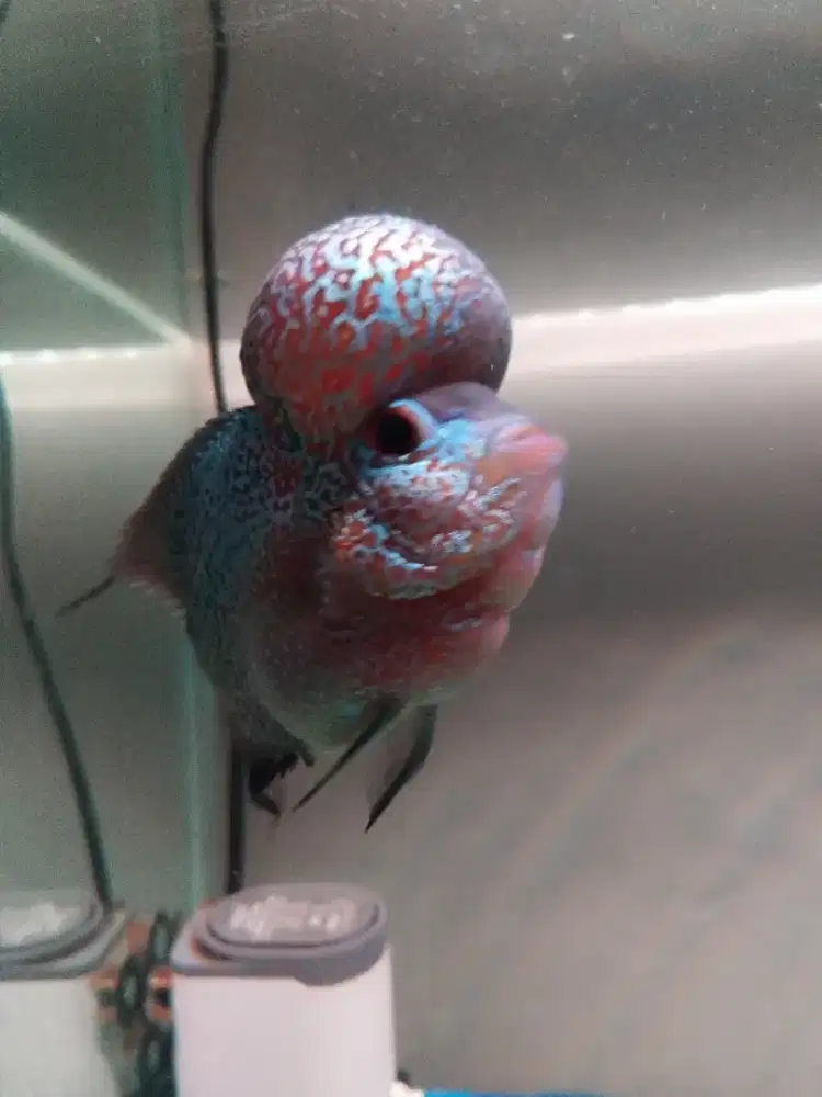 Jual ikan louhan Srd