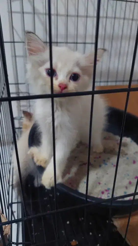 Kitten persia himalaya