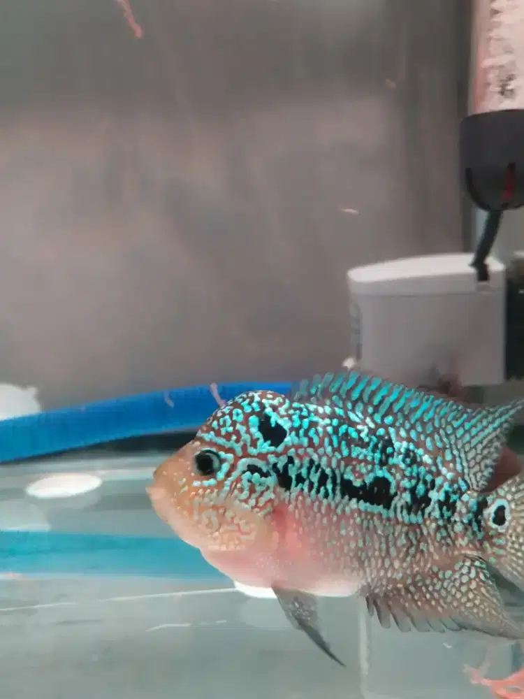 Jual ikan louhan kamfa lokal