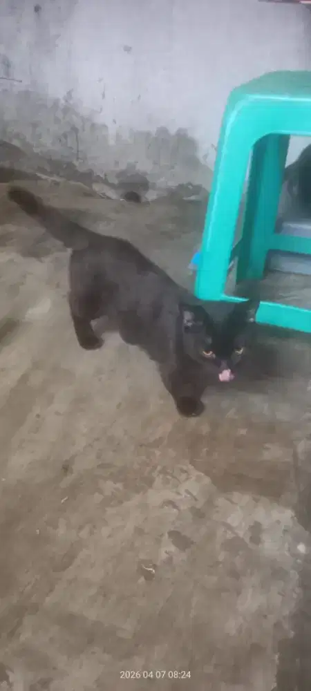 Kucing Munchkin jantan