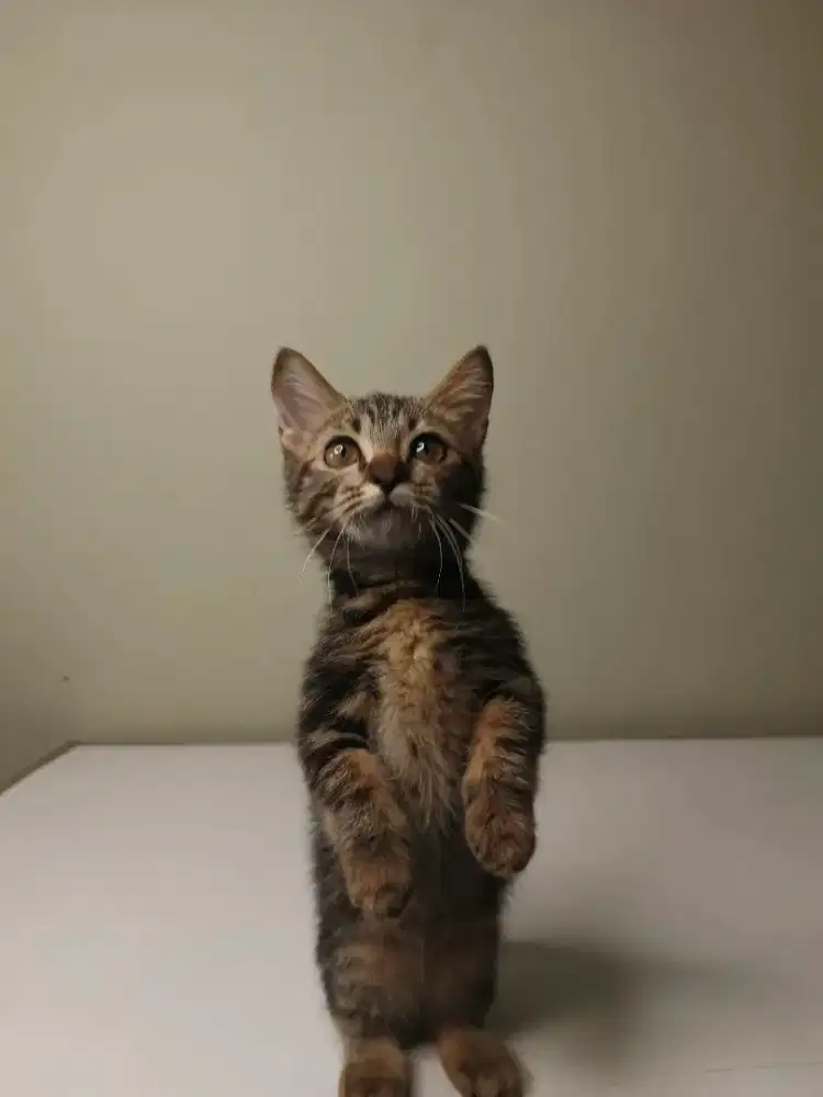 Kitten hybrid sf mix munchkin betina