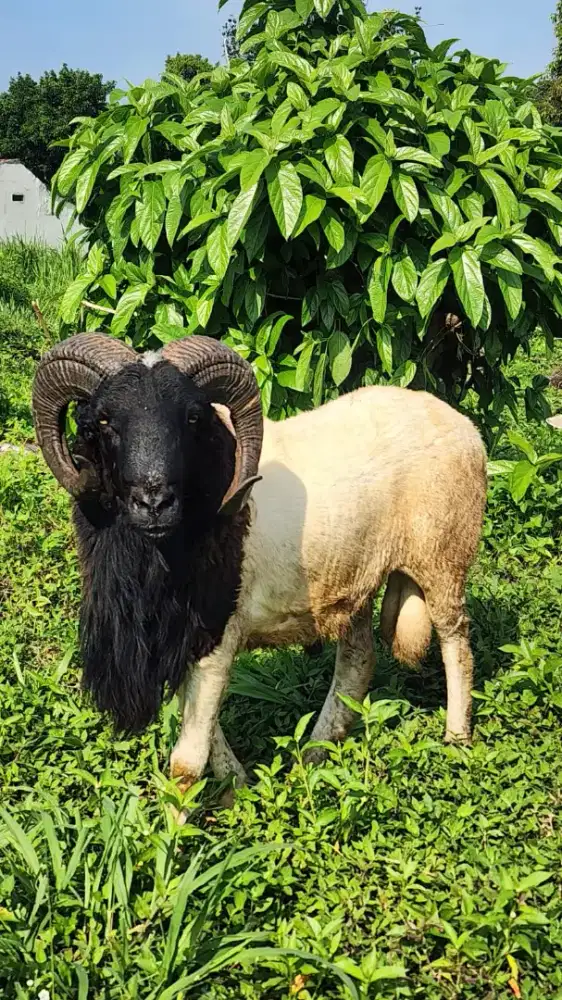 Kambing dan Domba Qurban