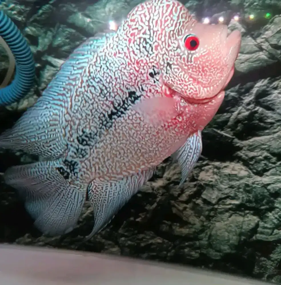 Louhan Cencu 20 Cm Up