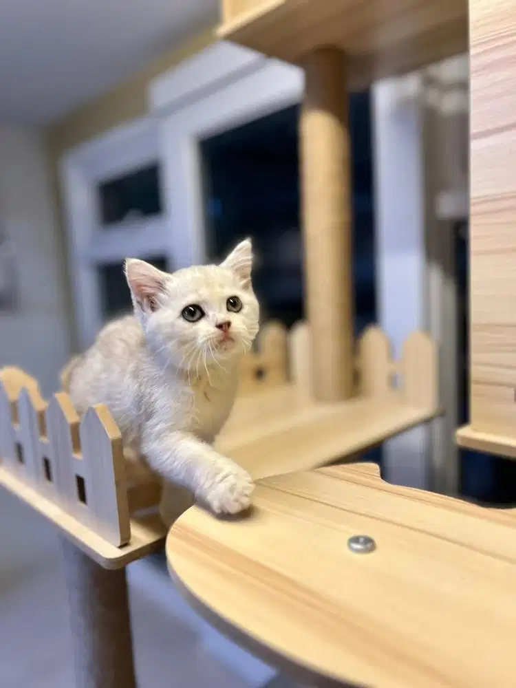 Kucing british shorthair silver