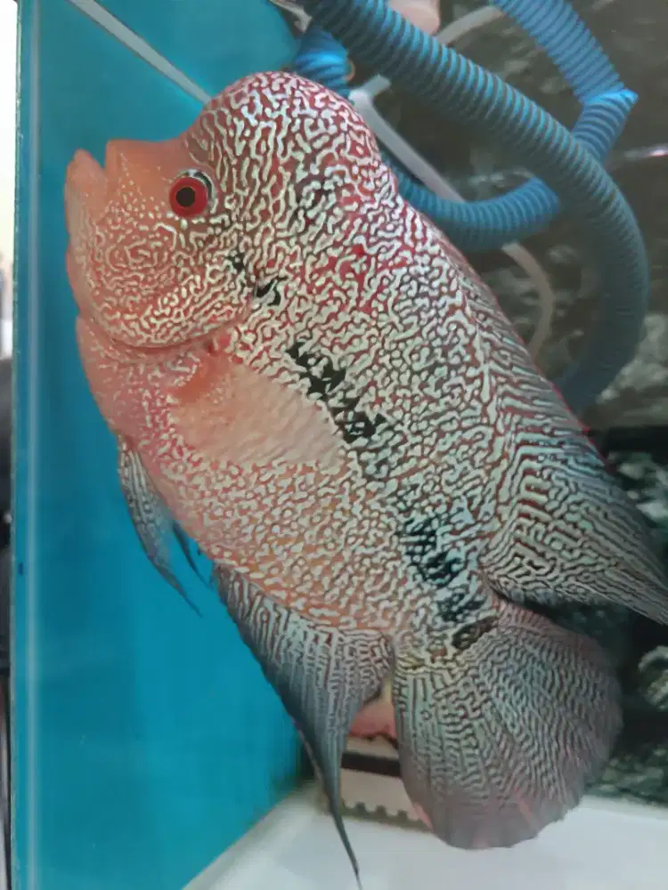 Louhan Cencu 22 Cm Up