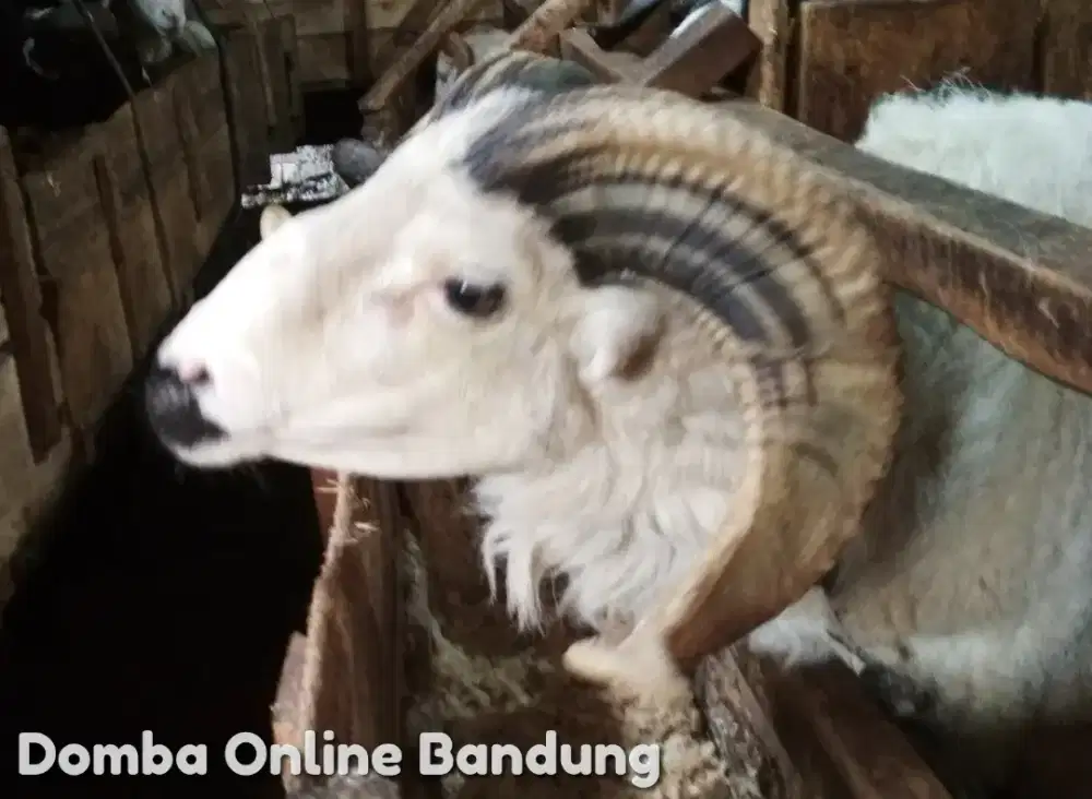 Domba Kurban Cijerah