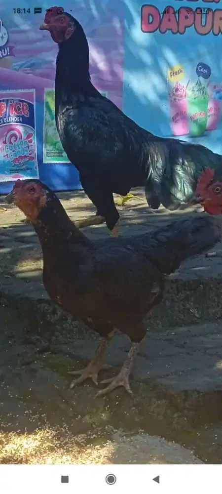 AYAM KAMPUNG 1 PASANG.