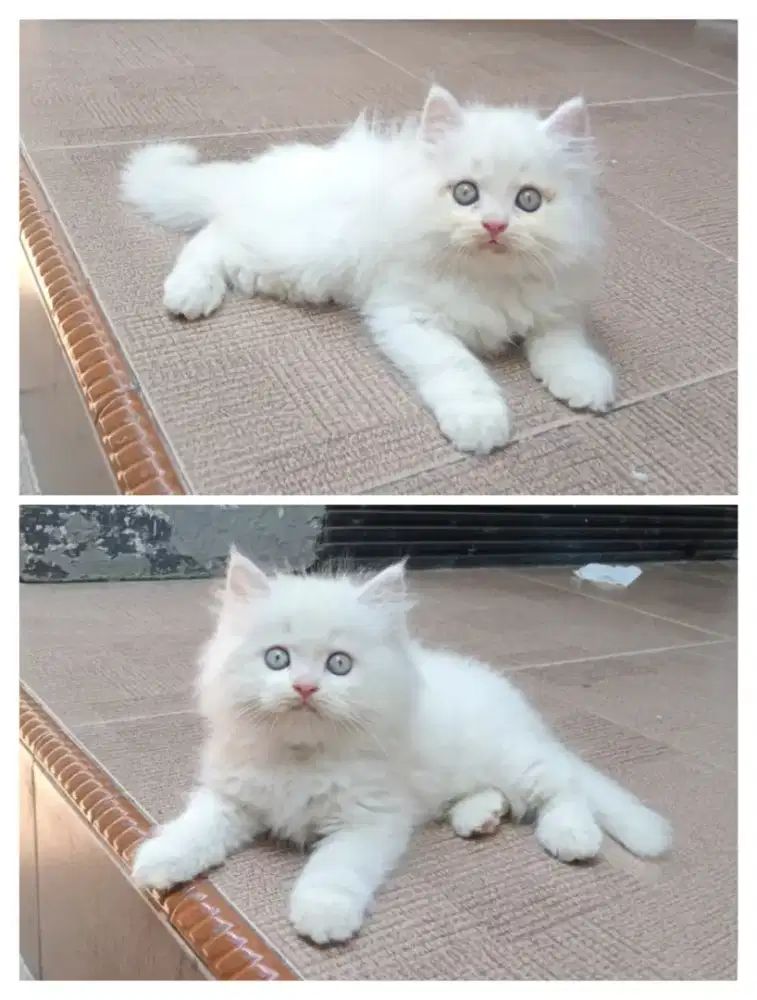 Kucing persia flatnose