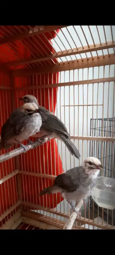 Cucak Rowo mandiri pisang