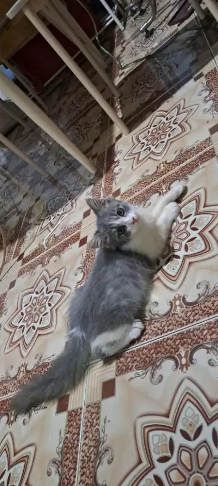 Di jual Kucing persia bulu lebat kitten usia 3.5 bulan