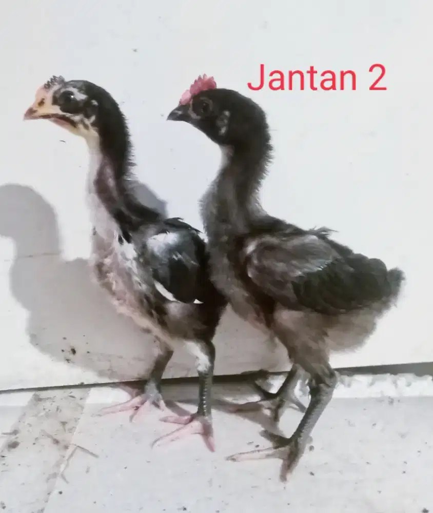 AYAM PELUNG 2 JANTAN