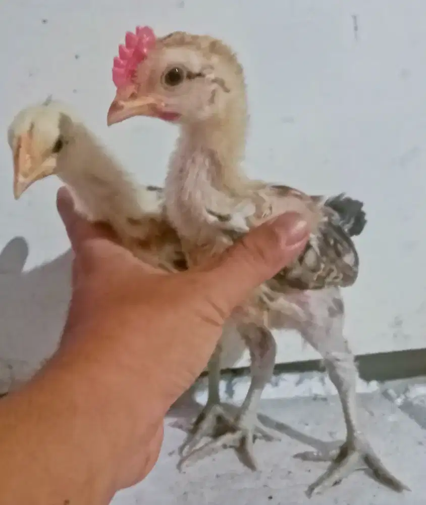 AYAM PELUNG SEPASANG