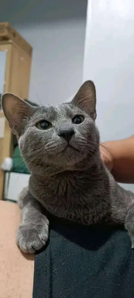 Blue solid shorthair