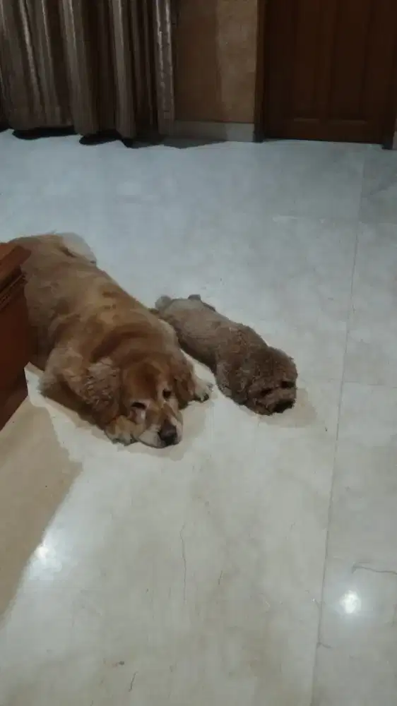 Di cari ART yang bisa gosok baju