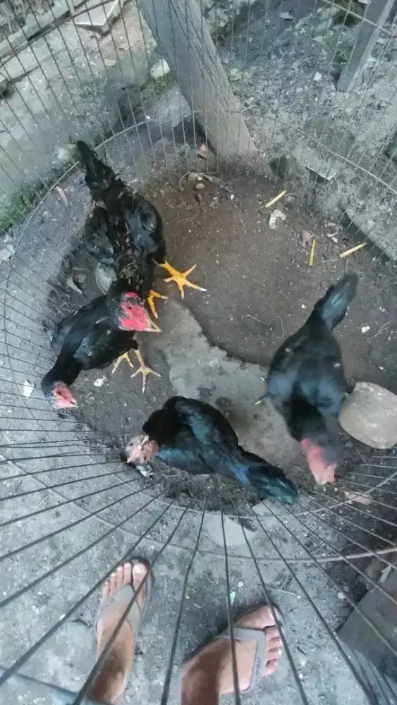 Dijual cepat ayam siam 4 ekor