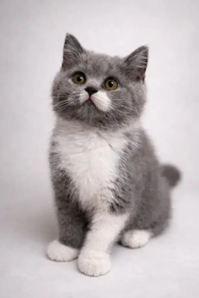 British shorthair kitten