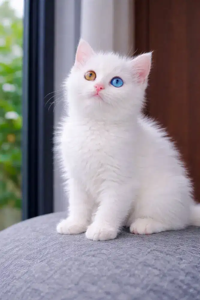 British shorthair white solid odd eyyes