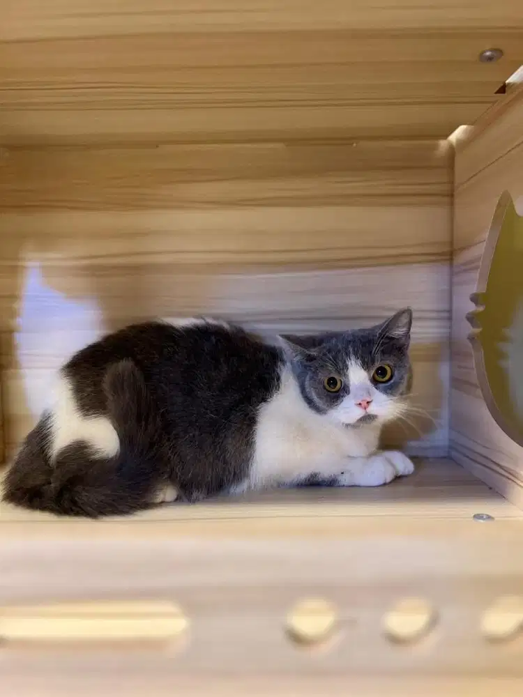 Kucing british shorthair bico blue