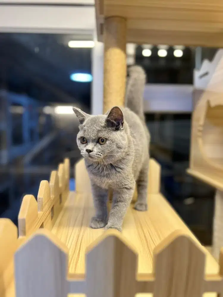 Kucing british shorthair blue solid