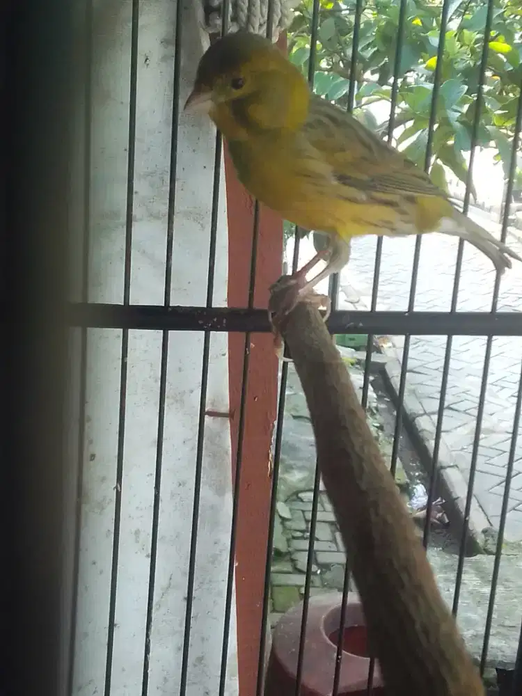 KENARI AF SILANGAN LOPER 450 JUAL CEPET AJA HARGA NET