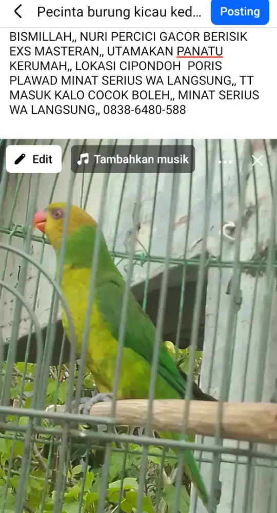 Lovebird exs masteran 1 juta fulset