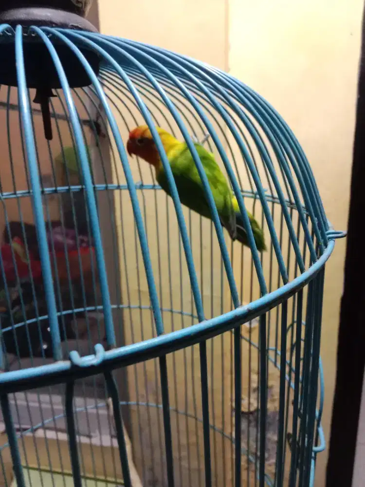 Burung love bird