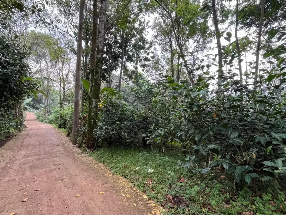 Dijual Murah Tanah Kebun Akses Mobil Dekat Rumah di Bojong Purwakarta