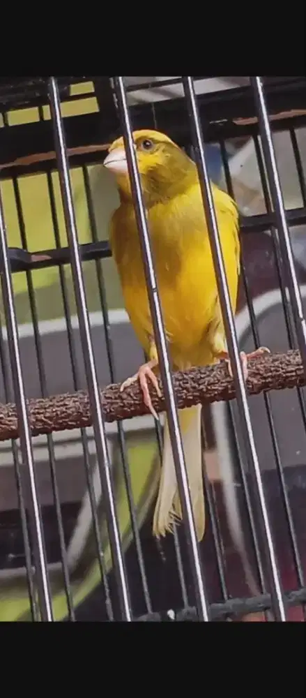 Kenari  AF prospek siap lomba