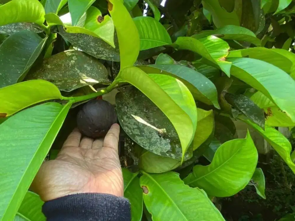Dijual Murah Tanah Kebun Dekat Pemukiman di Pedesaan Purwakarta