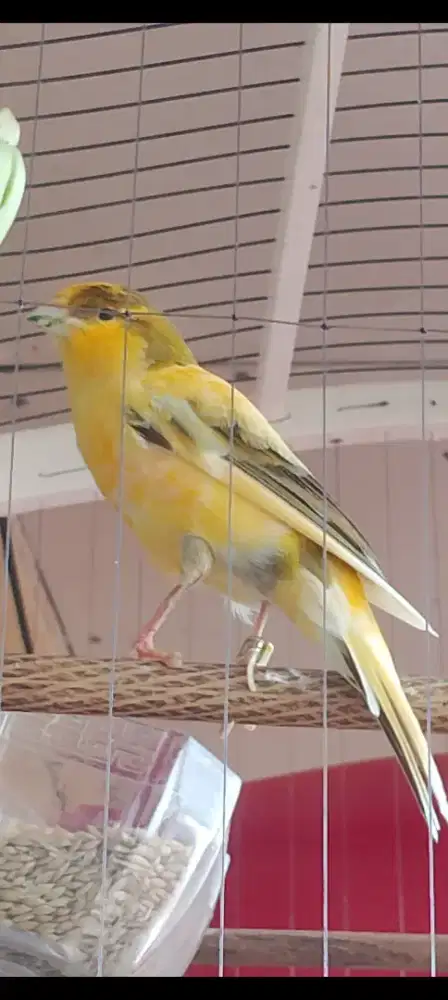 Kenari AF Ring  prestasi tinggal lanjut