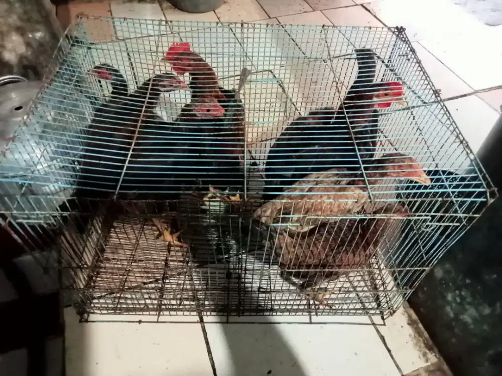Ayam Kampung Gedek Ternak Sendiri