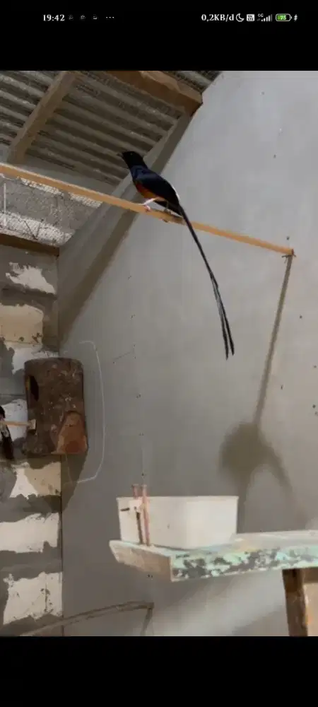 Burung murai jantan dan betina