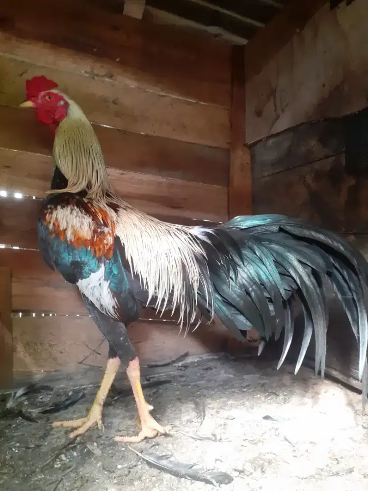 Ayam bangkok  mangon