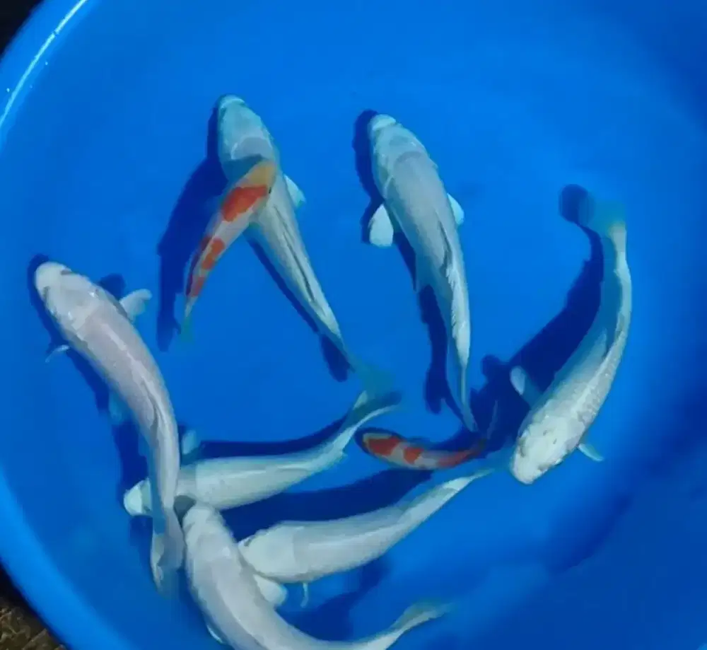 Ikan koi platinum jantan size 18_20cm