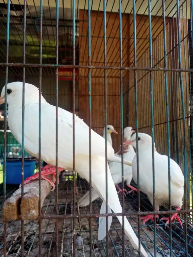 Derkuku putih ada dua pasang