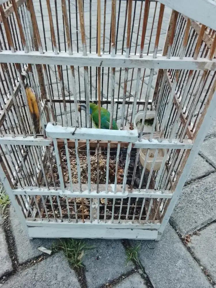 Jual burung cak kinoy jantan