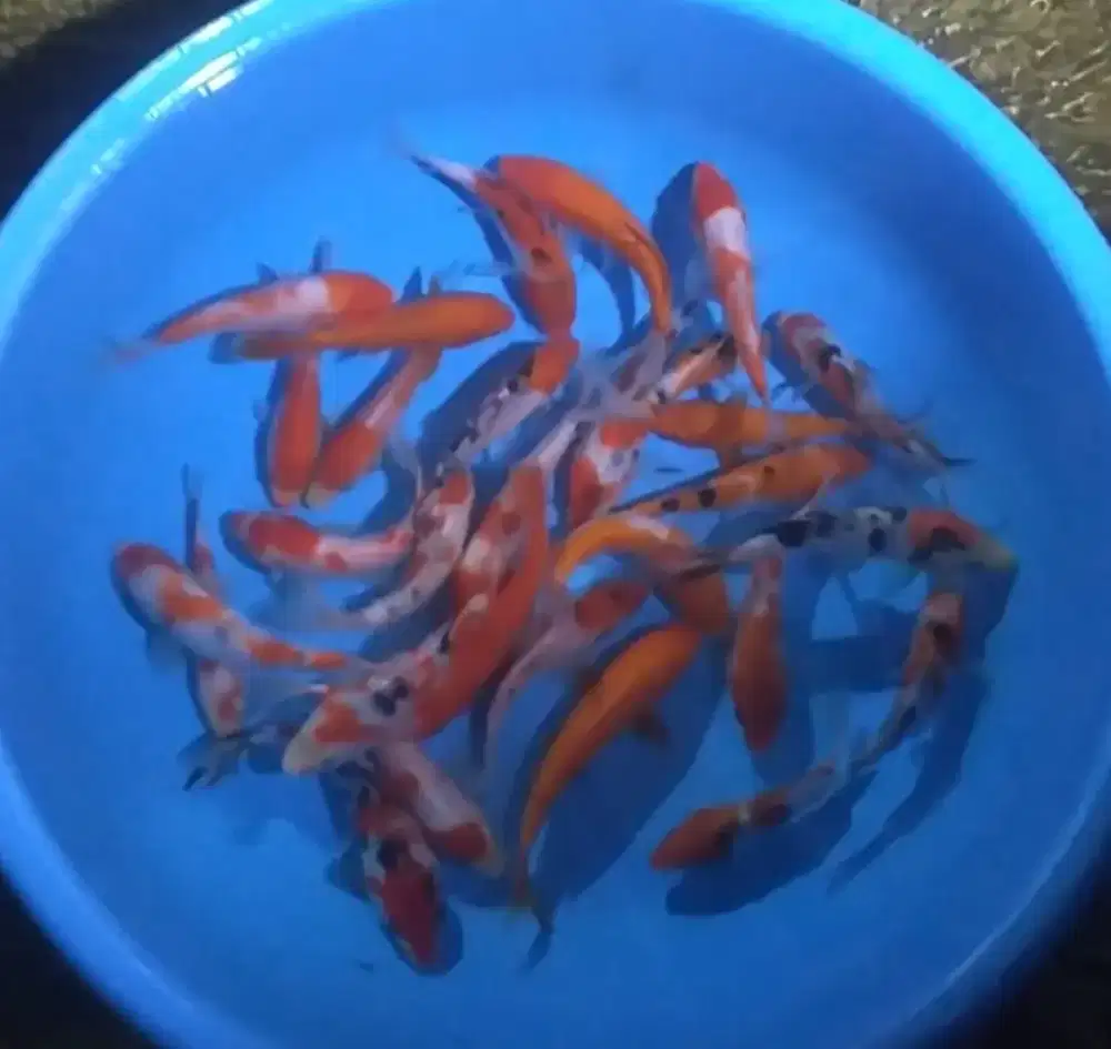 Ikan koi size 15-18cm