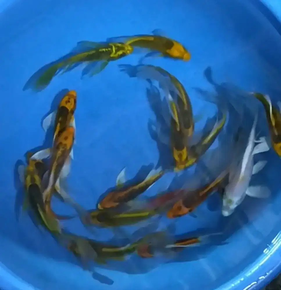 Ikan koi size 15_17cm