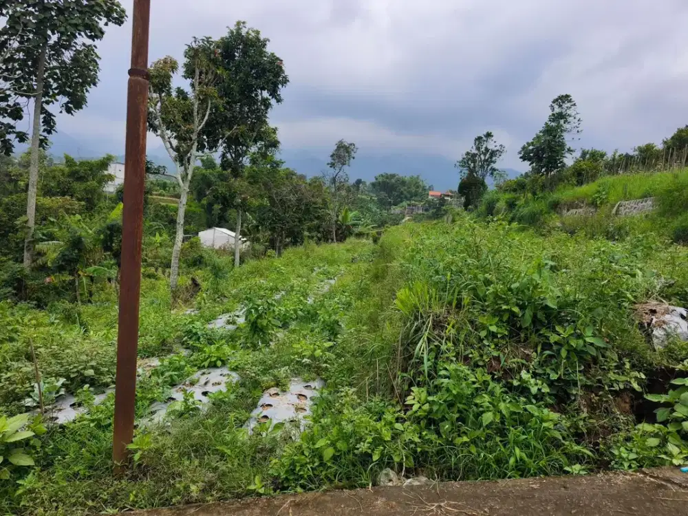 Dijual Tanah Strategis Lokasi Junjero Jawa Timur Luas  880m2 BU!!