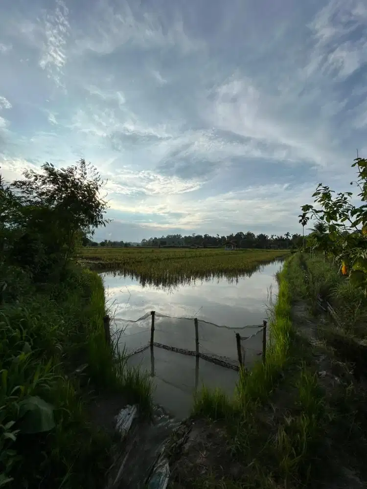 Jual gitar kesayangan