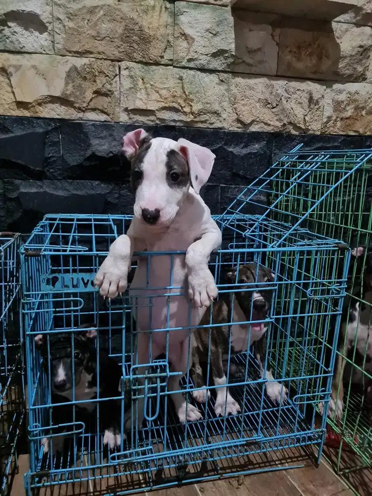 Anakan (puppy) silangan BULLTERRIER + PITBULL