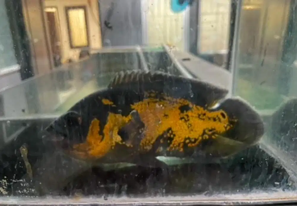 JUAL CEPAT OSCAR IKAN