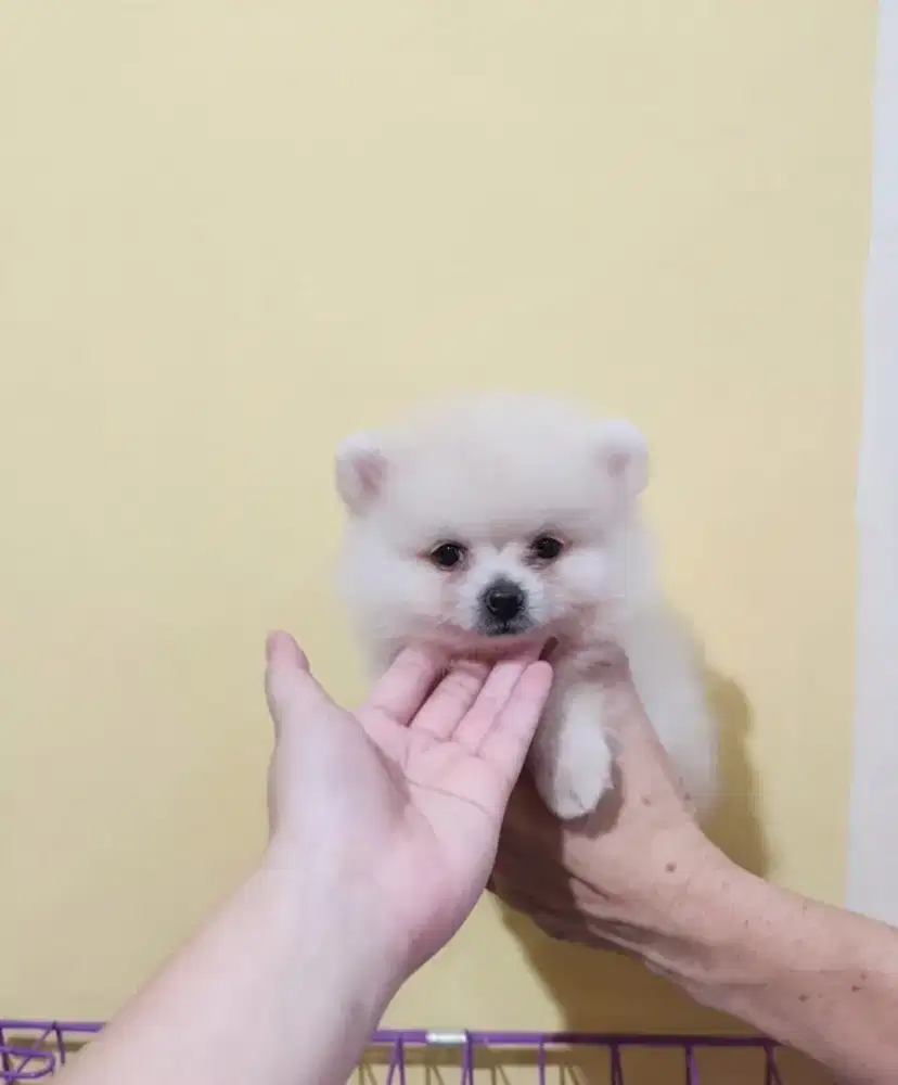 Jual Mini Pom Betina