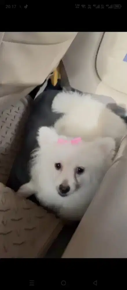 Anjing Pomeranian / Japanese Spitz