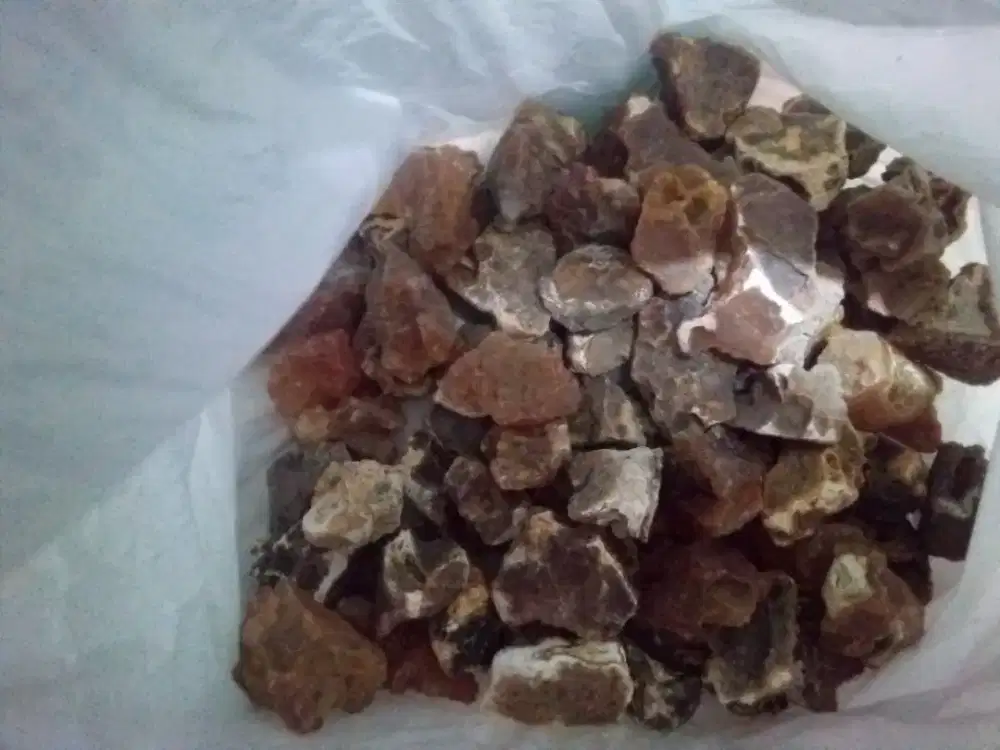 Jual bahan batu akik Raflesia